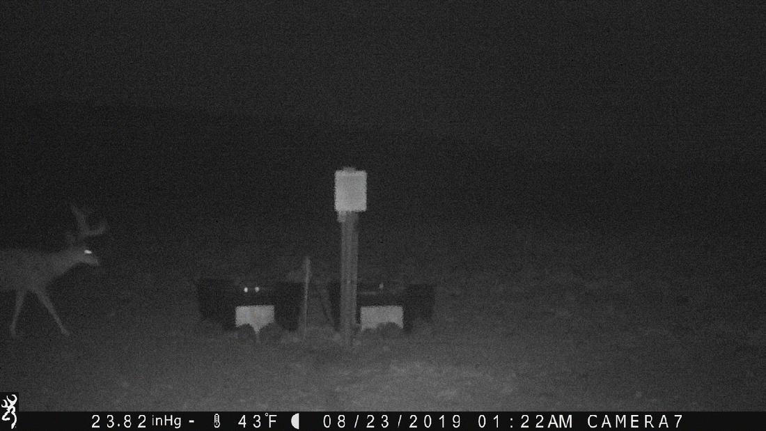 Deer at Water Tanks 08-23-19