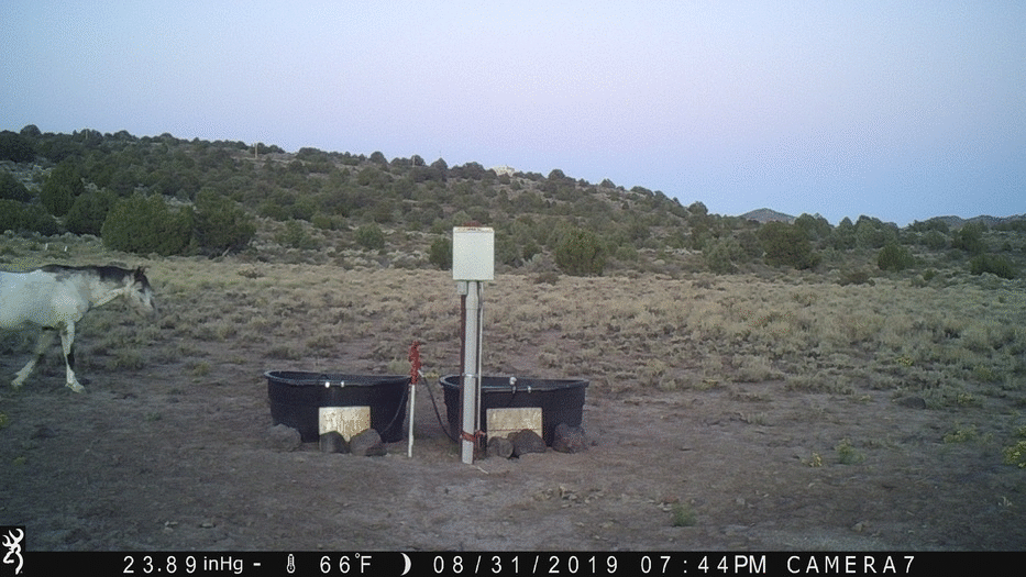 Mustangs at Water Tanks 08-31-19