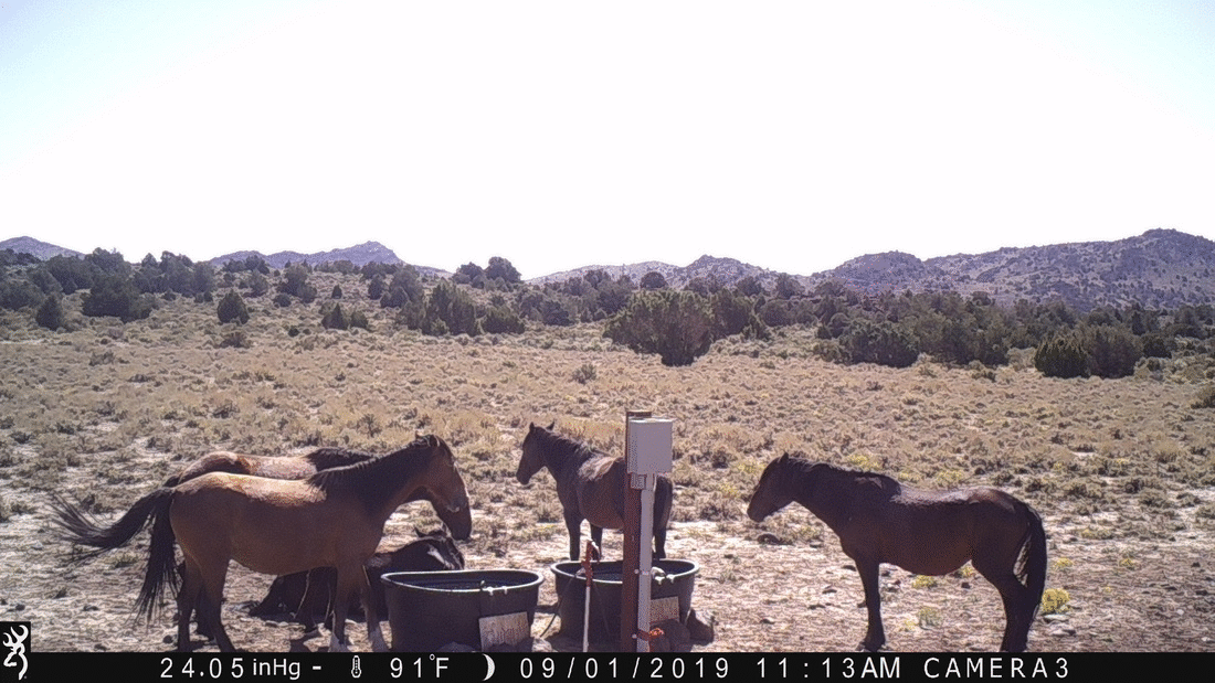 Mustangs Chill at Water Tanks
