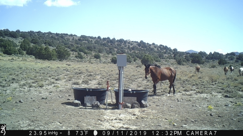 Visitors to Water Tanks 09-11-19