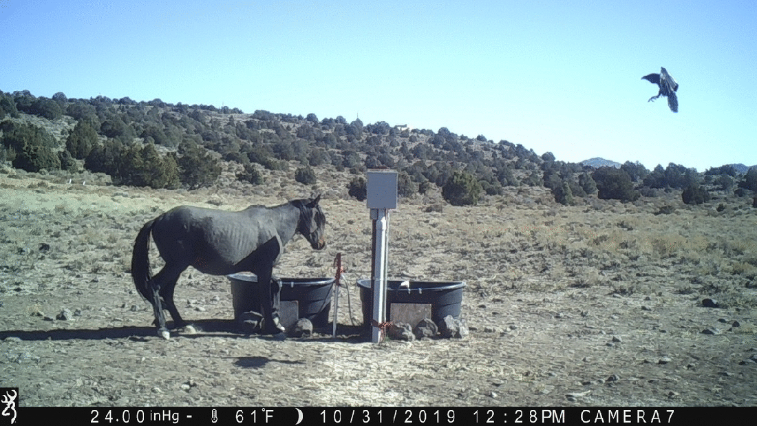 Bird Scares Mustang 10-31-19