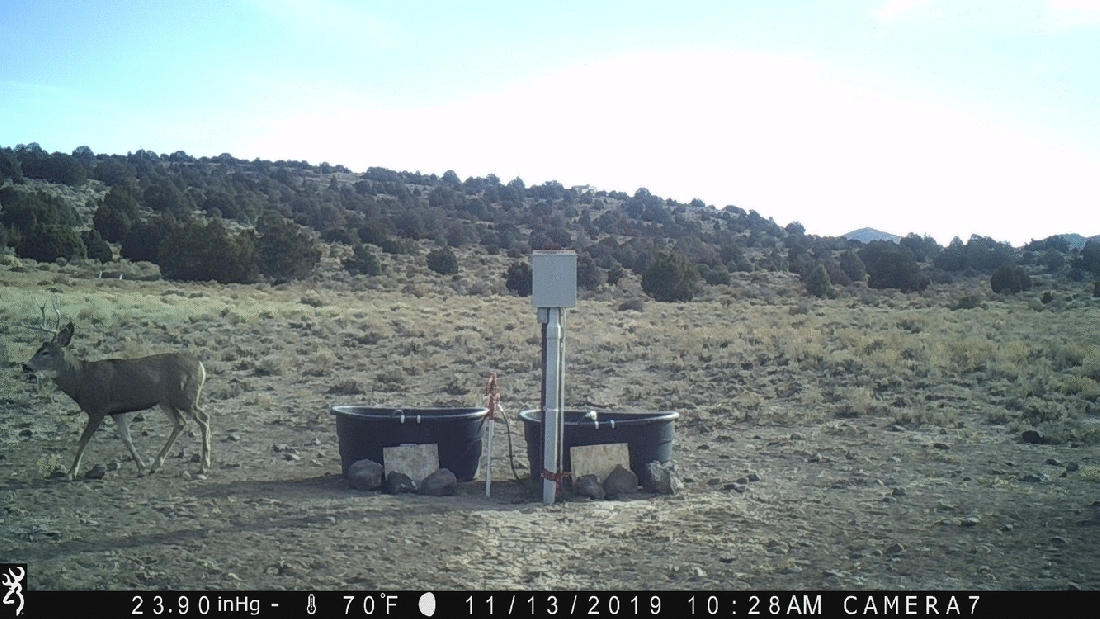 Buck at Water Tanks