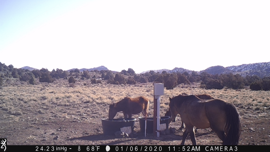 Mustangs at Water Tanks 01-06-20