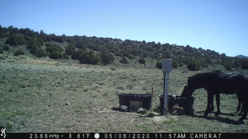 Bachelors at Water Tanks