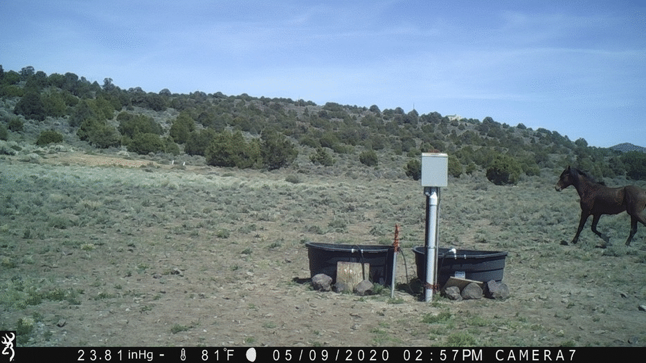 Barrel Racing Prospect