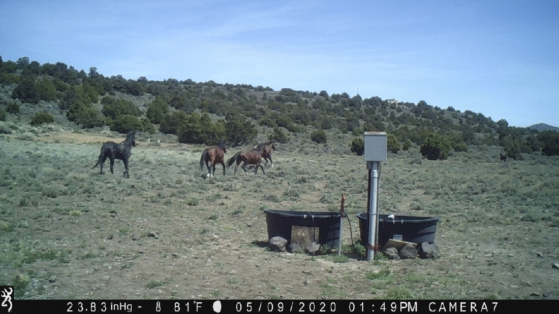 Horses Run Past Water Tanks 05-09-20