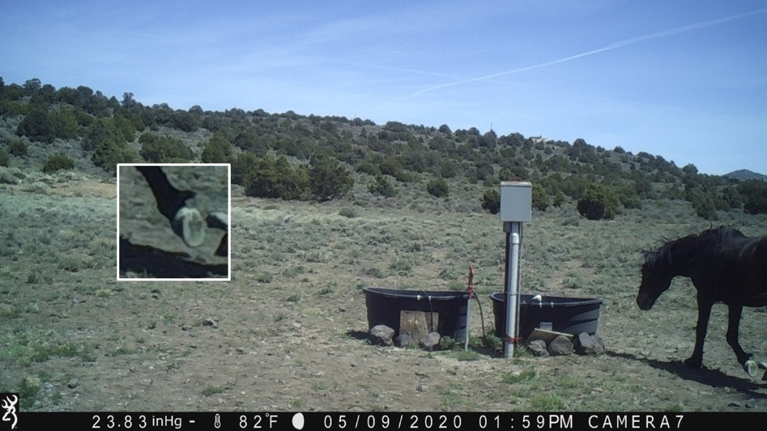 Underside of Wild Horse Hoof-1