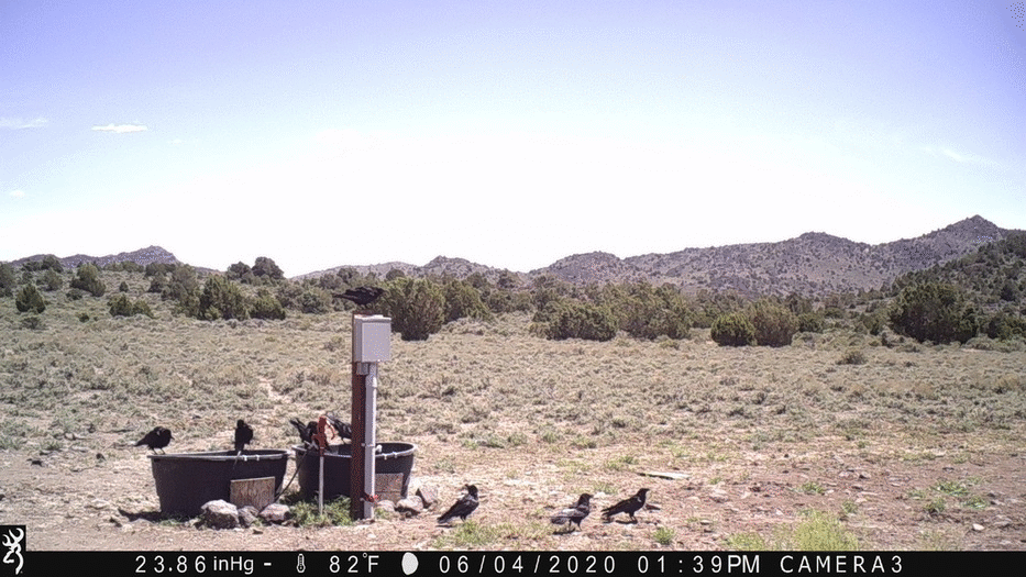 Birds and Horses 06-04-20