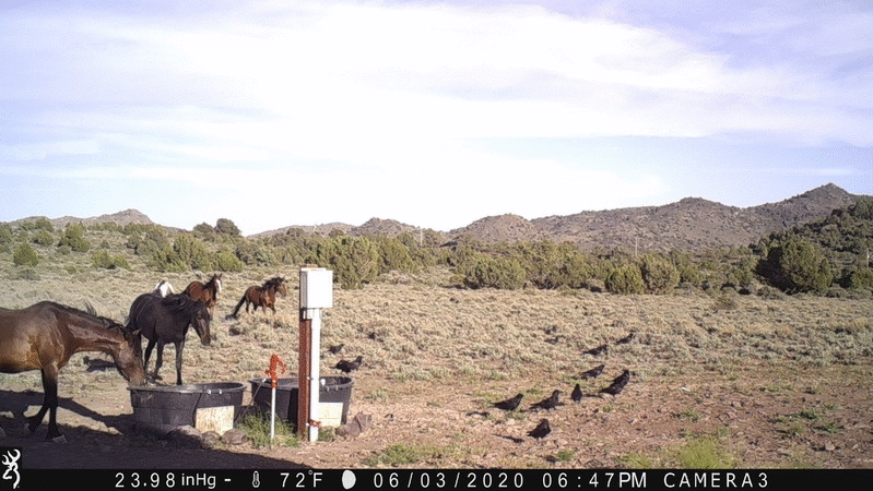 Horses and Birds 06-03-20