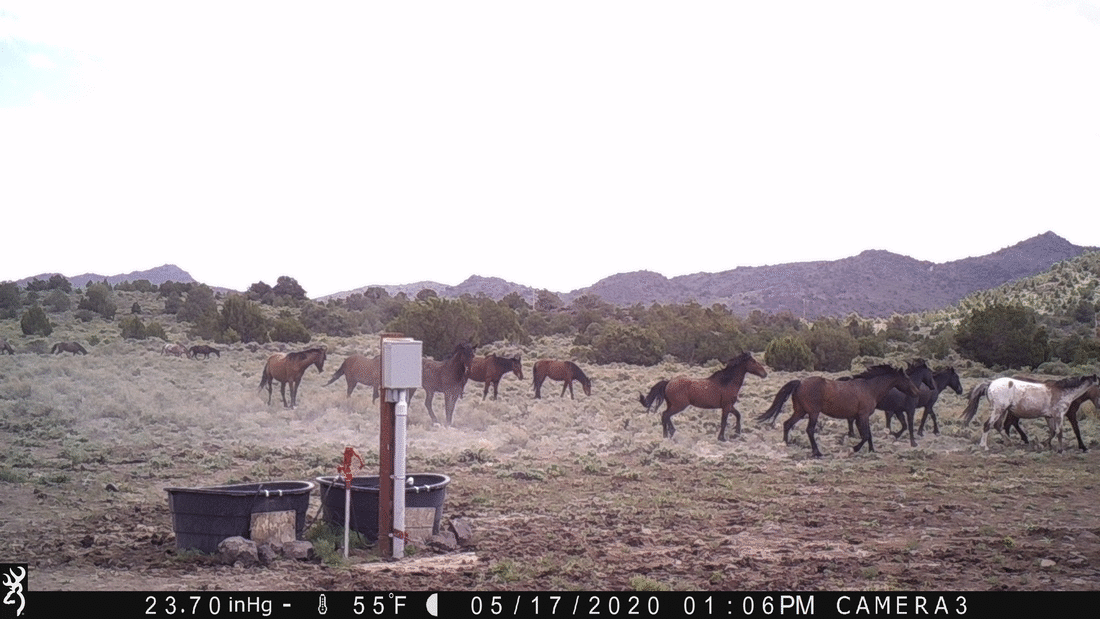 Horses Near Water Tanks 05-17-20