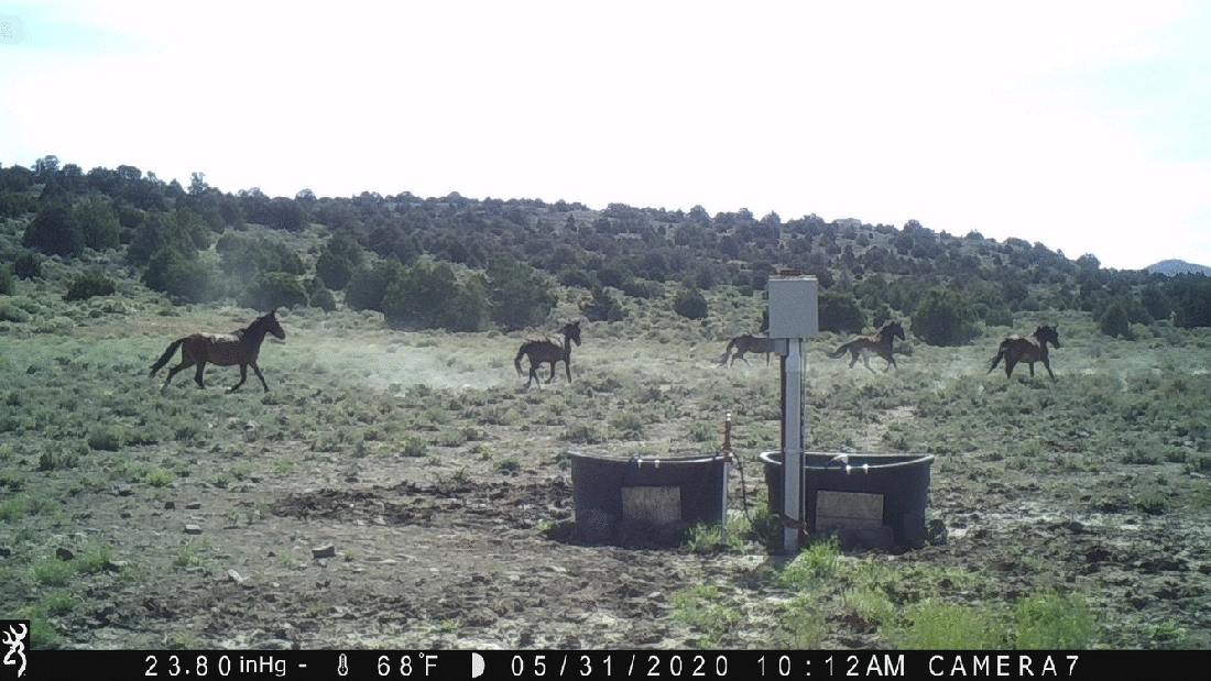 Not a Roundup 05-31-20