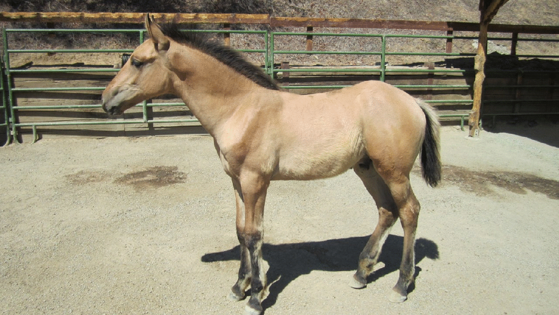 Colt 07-03-20