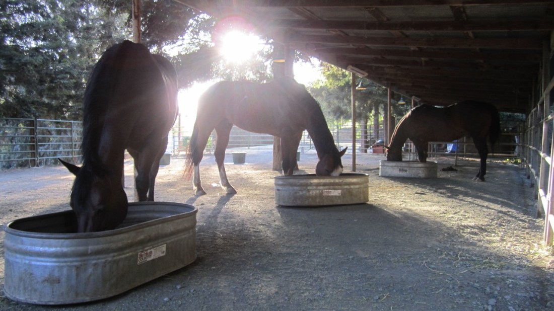 Eating Grain 06-28-20