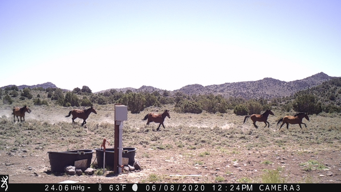 Rush Hour at Water Tanks 06-08-20