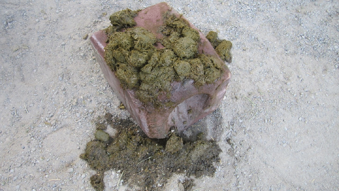 Look What We Did to Our Salt Block 09-20-20