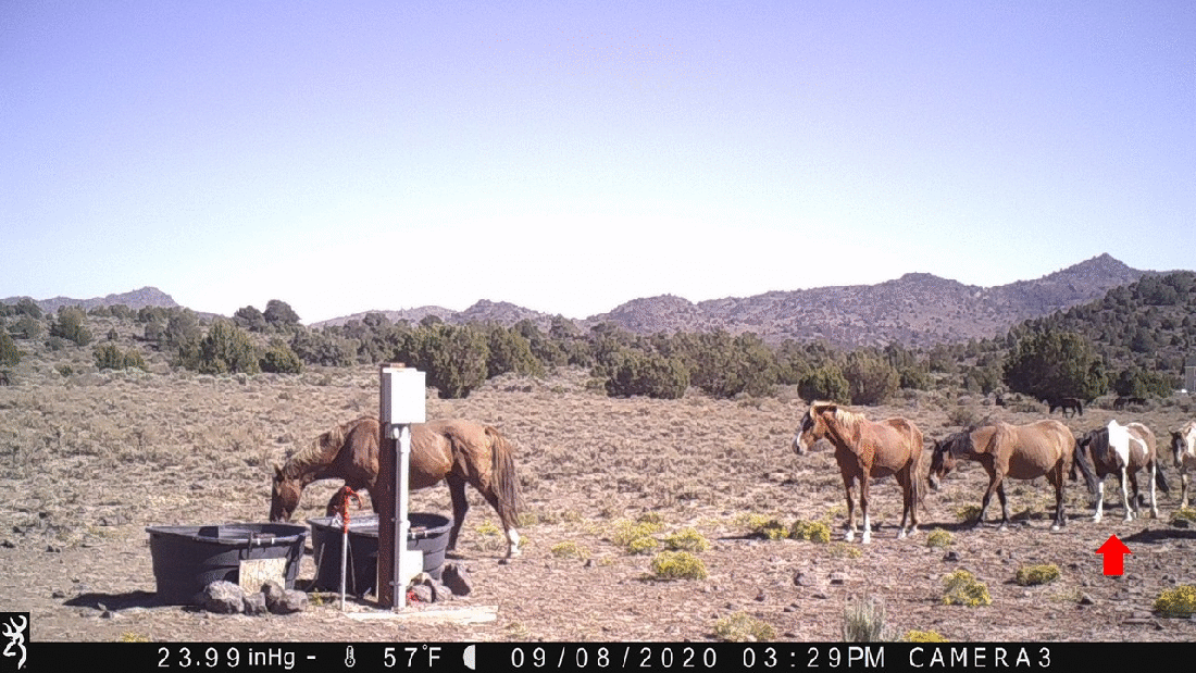 Missing Foal 09-08-20