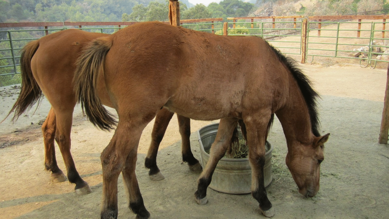 Colt Six Months Old 10-01-20