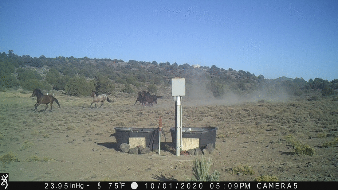 Let Them Run 10-01-20