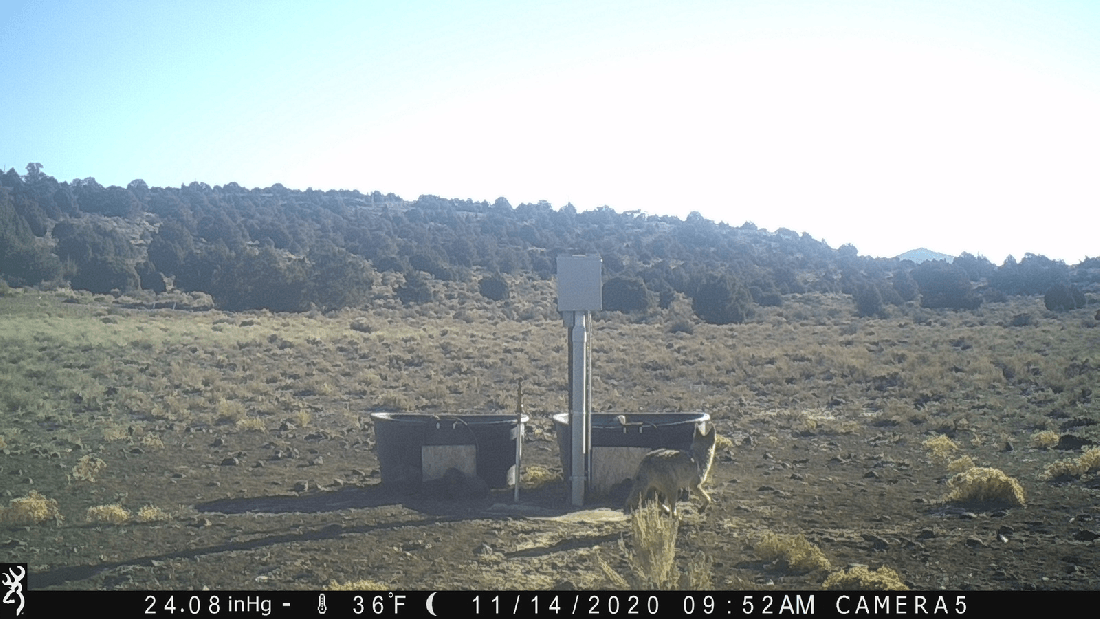 Coyote at Water Tanks 11-14-20