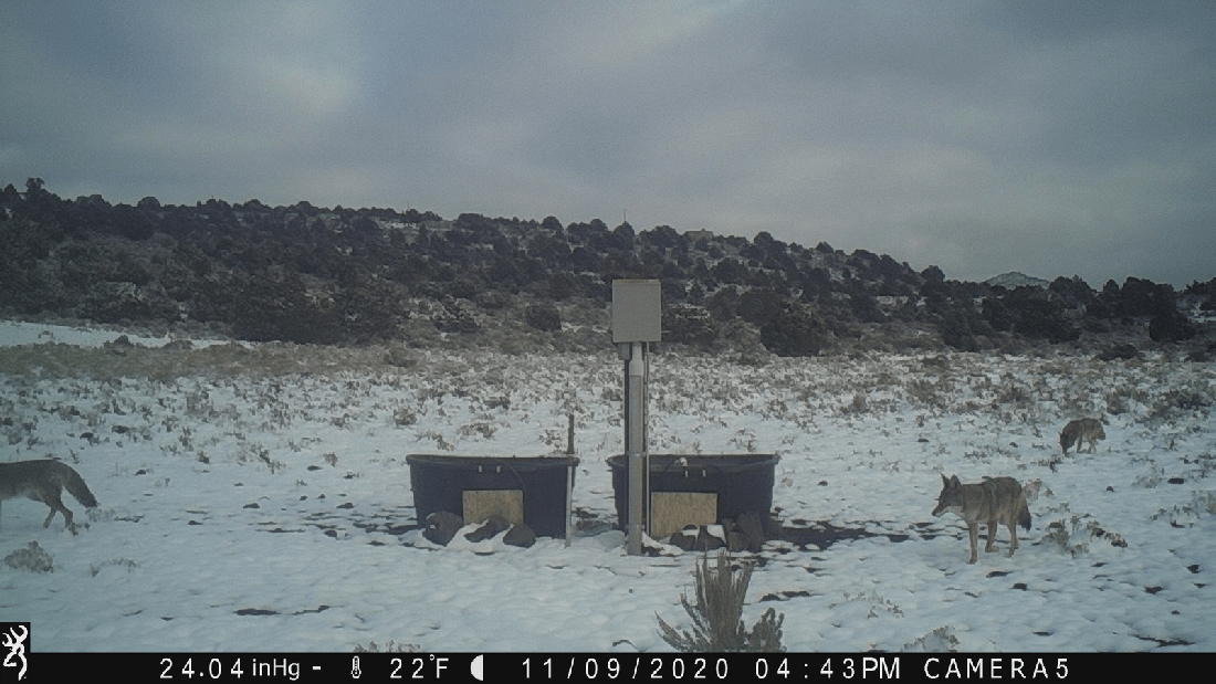 Coyotes at Water Tanks 11-09-20