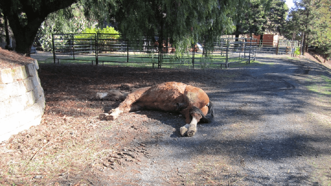 End of Life Options for Your Horse