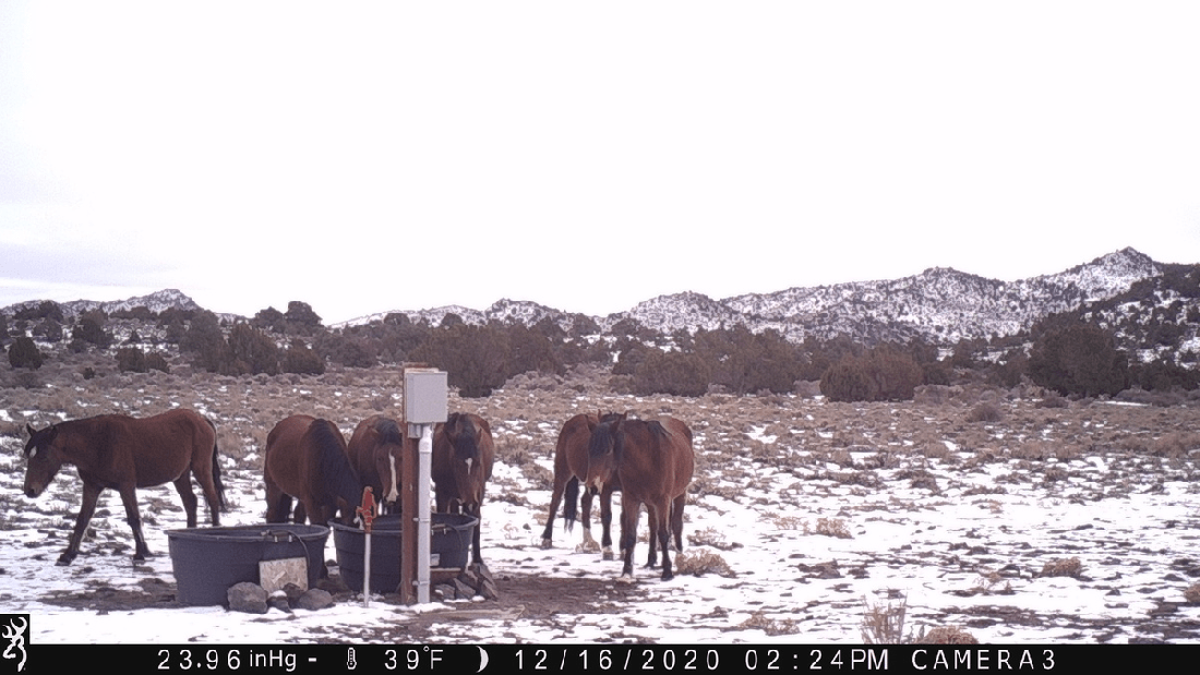 Horses at Water Tanks 12-16-20