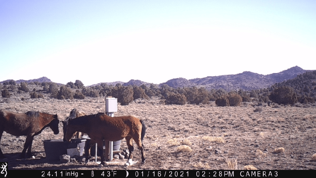 Mustangs Looking for Water 01-16-21