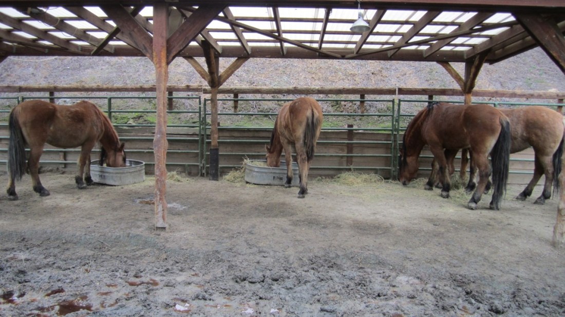 Reducing Hay Losses in Winter 01-10-21