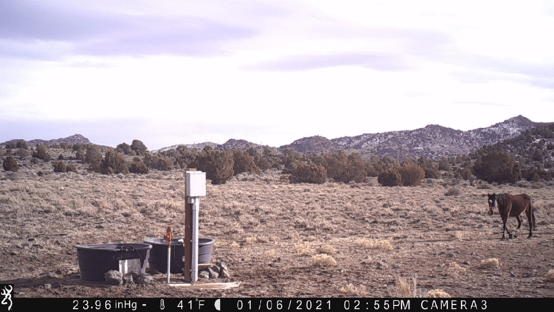 Horses at Water Tanks 01-06-21