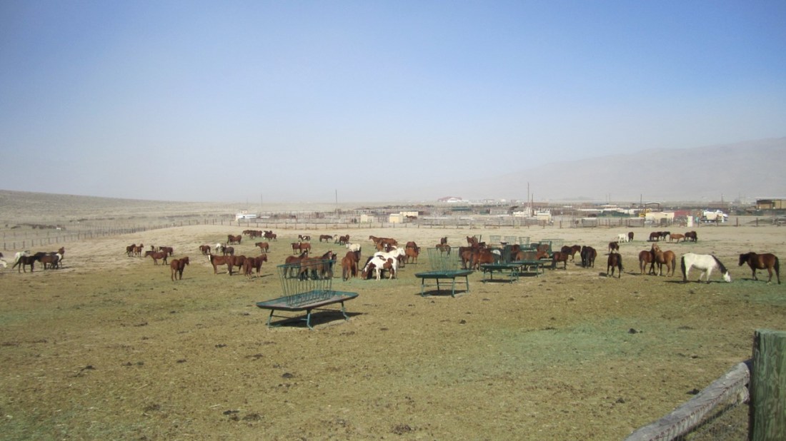 Mares at Palomino Valley Feb 2020