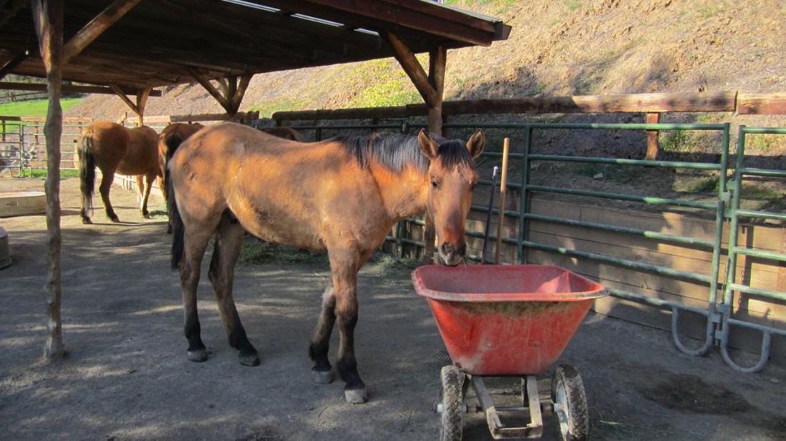 Colt at Eleven Months 03-01-21