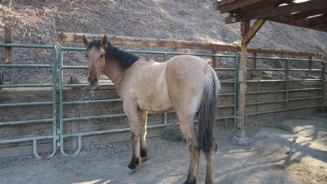 Colt at One Year 04-01-21