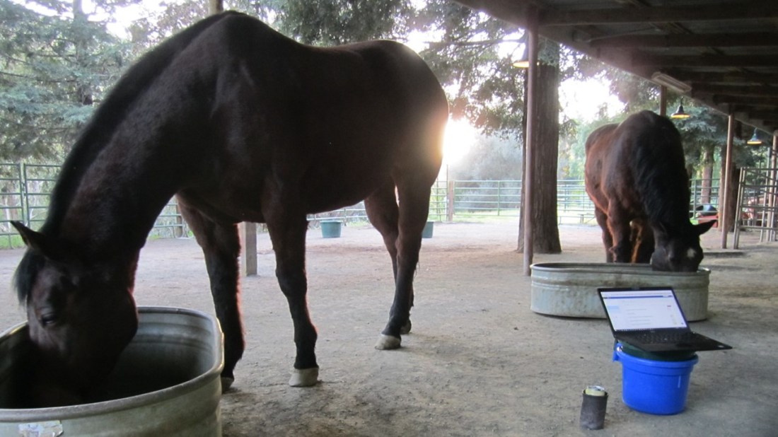 Commentary from the Corrals 04-04-21 Photo