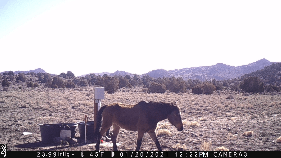 Hopeless at Water Tanks 01-20-21