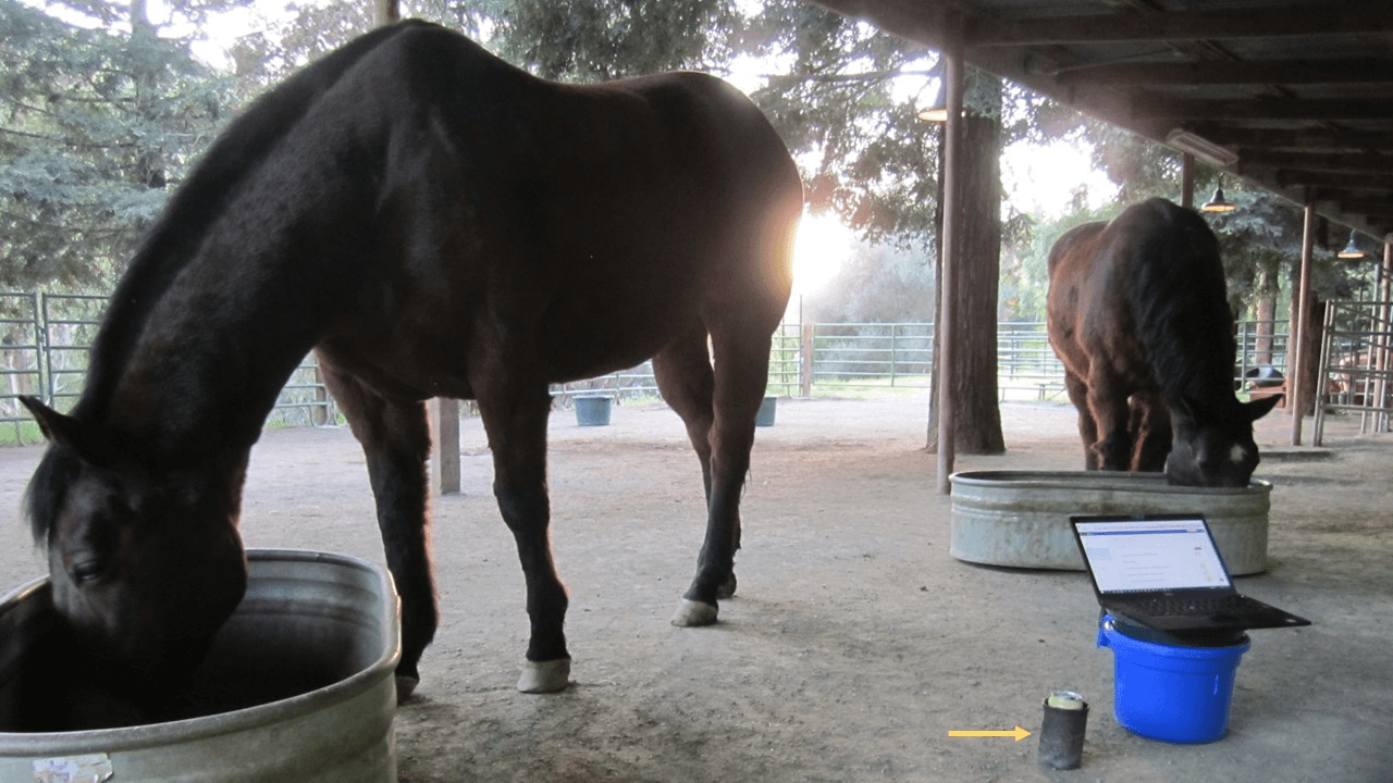 My Horse Drank My Beer 04-07-21