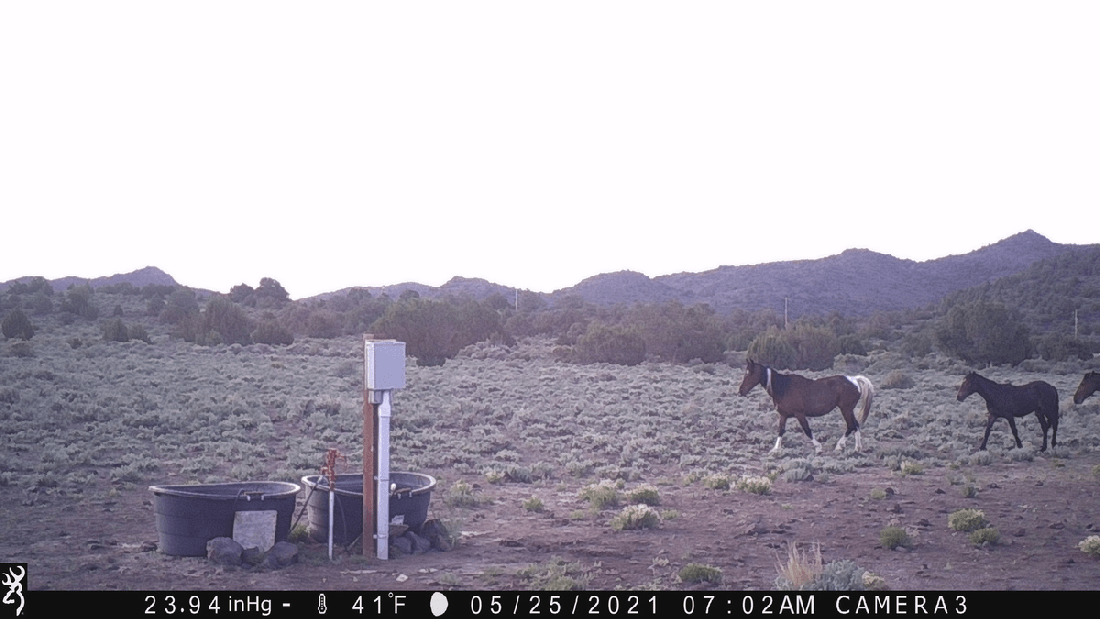 Virginia Range Mustangs Come in for a Drink 05-25-21