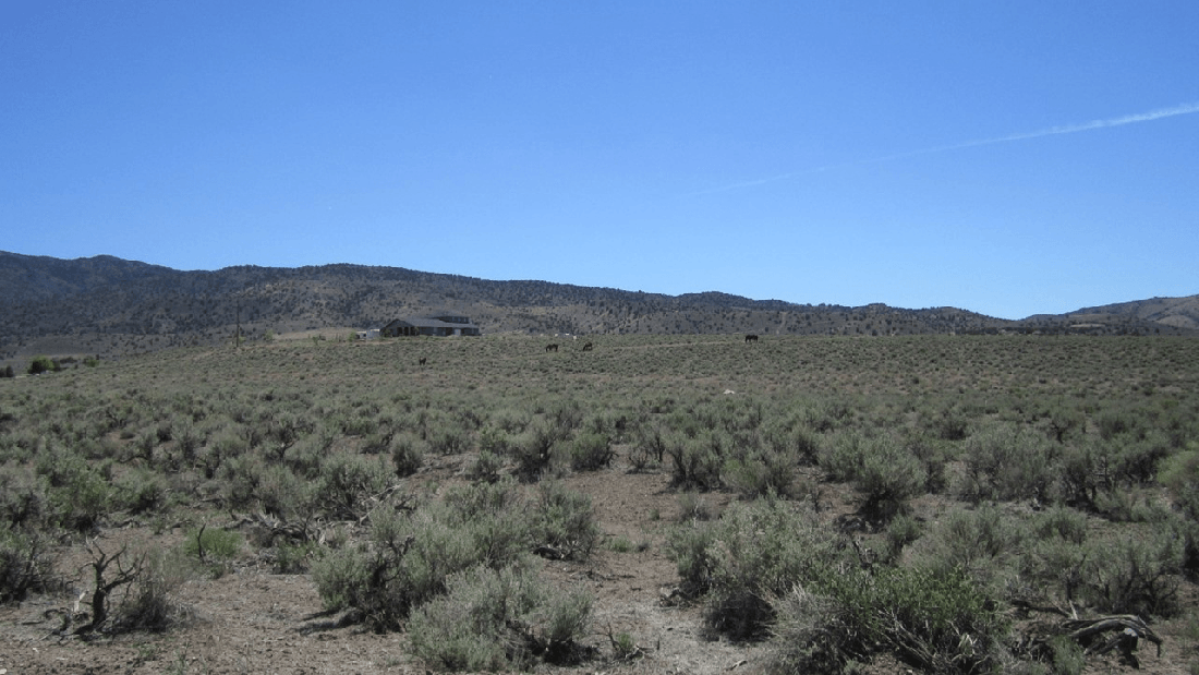 Wild Horses at Palomino Valley 05-30-21