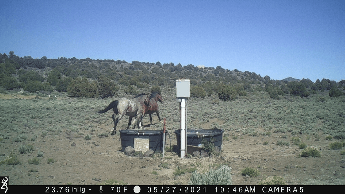 Barrel Racing Prospects 07-04-21