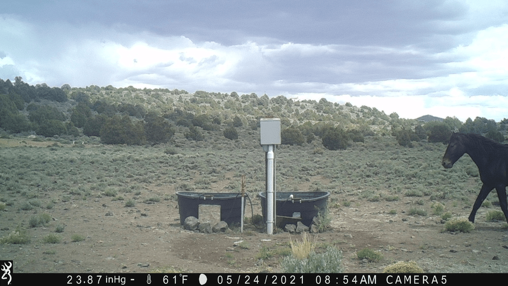 Can't Find a Pond Then Make One 05-24-21