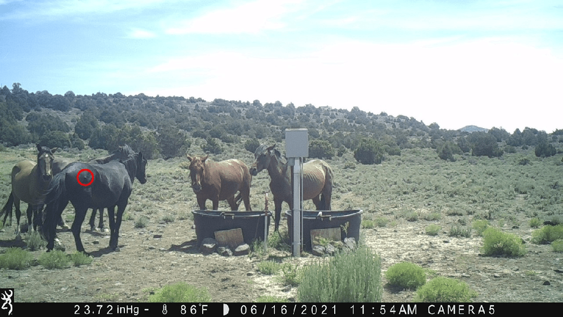 Progression of Injuries VR 07-30-21