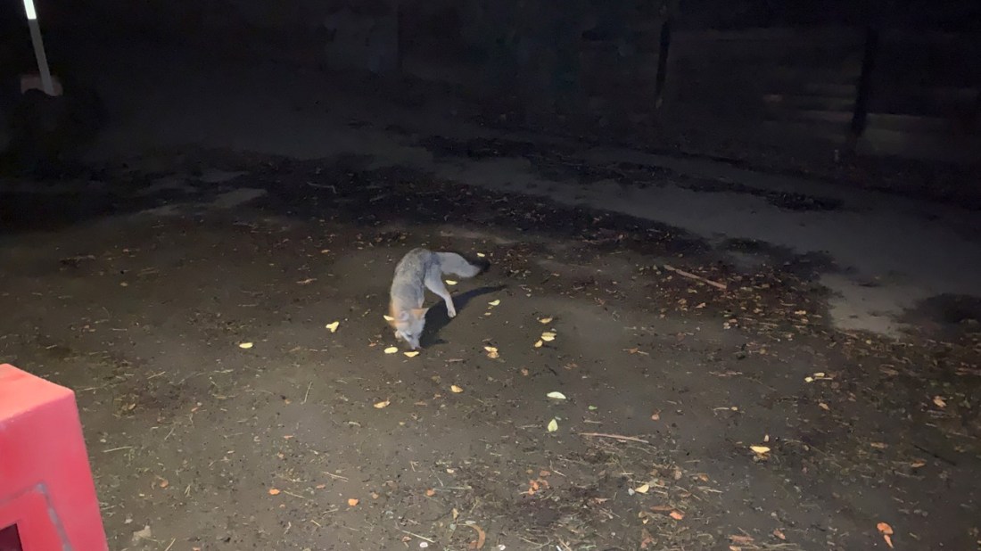 Fox at Barn 11-02-21