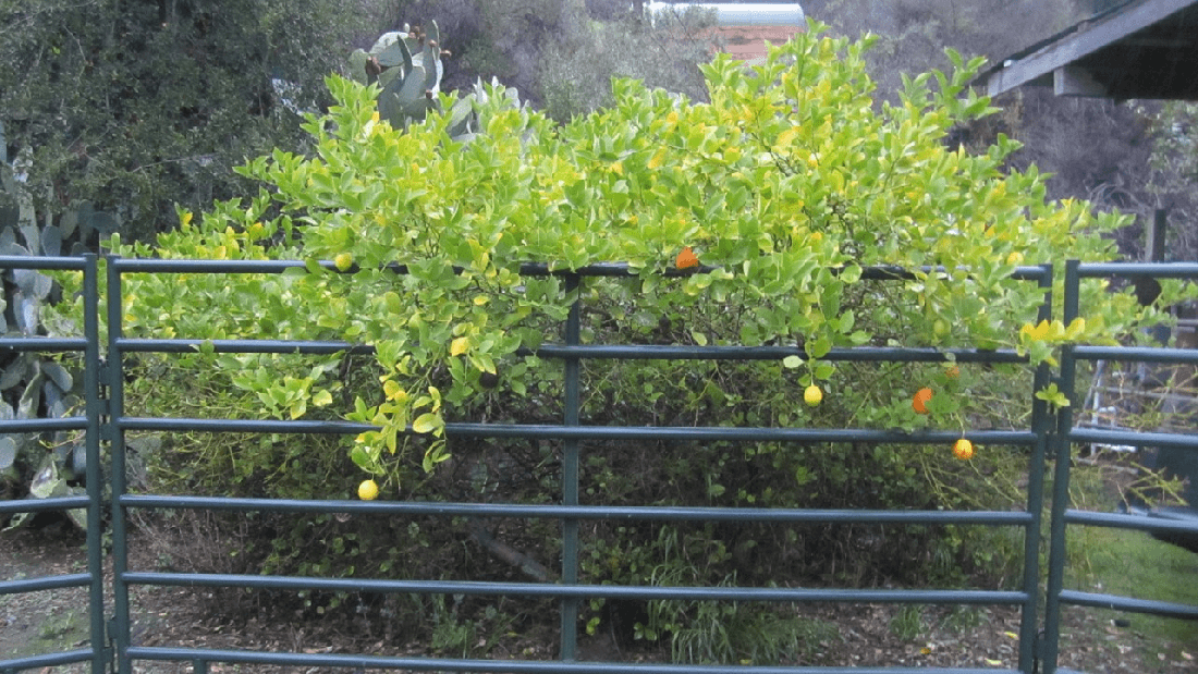 Lemon Tree by Roundpen 12-12-21