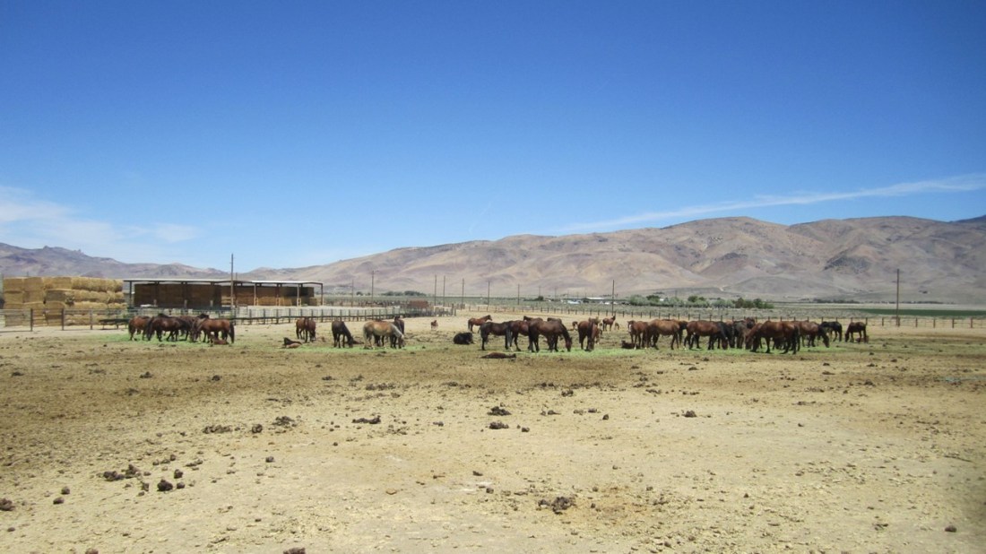 Horses at Palomino Valley 05-30-21