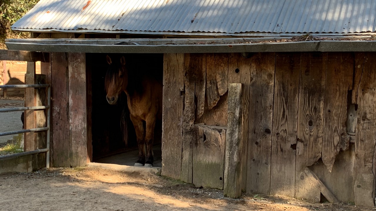 Momma in Barn 03-05-22