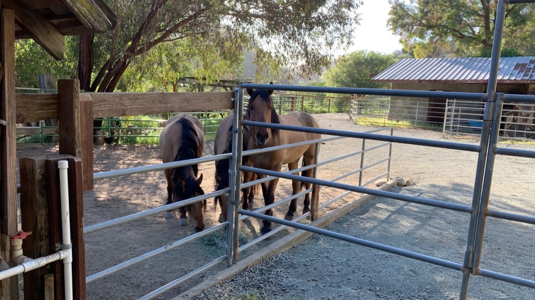 Pipe Panel Fences 04-02-21