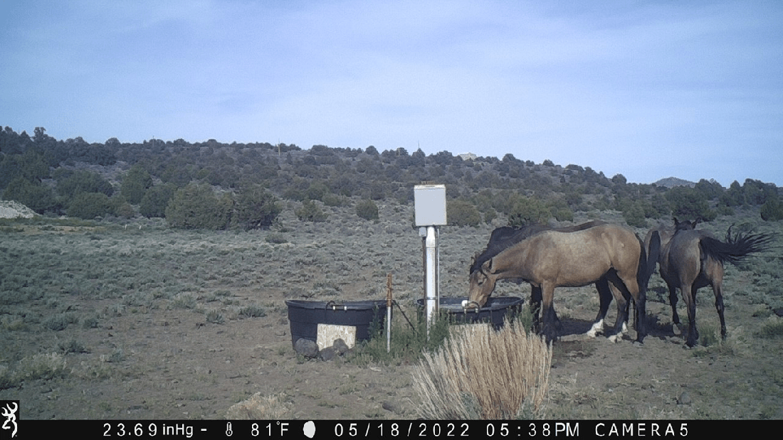 Darting Injury 05-18-22