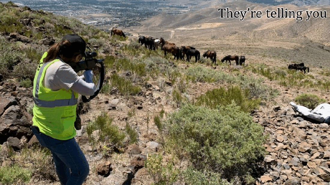 Advocates Saving Wild Horses 06-23-22