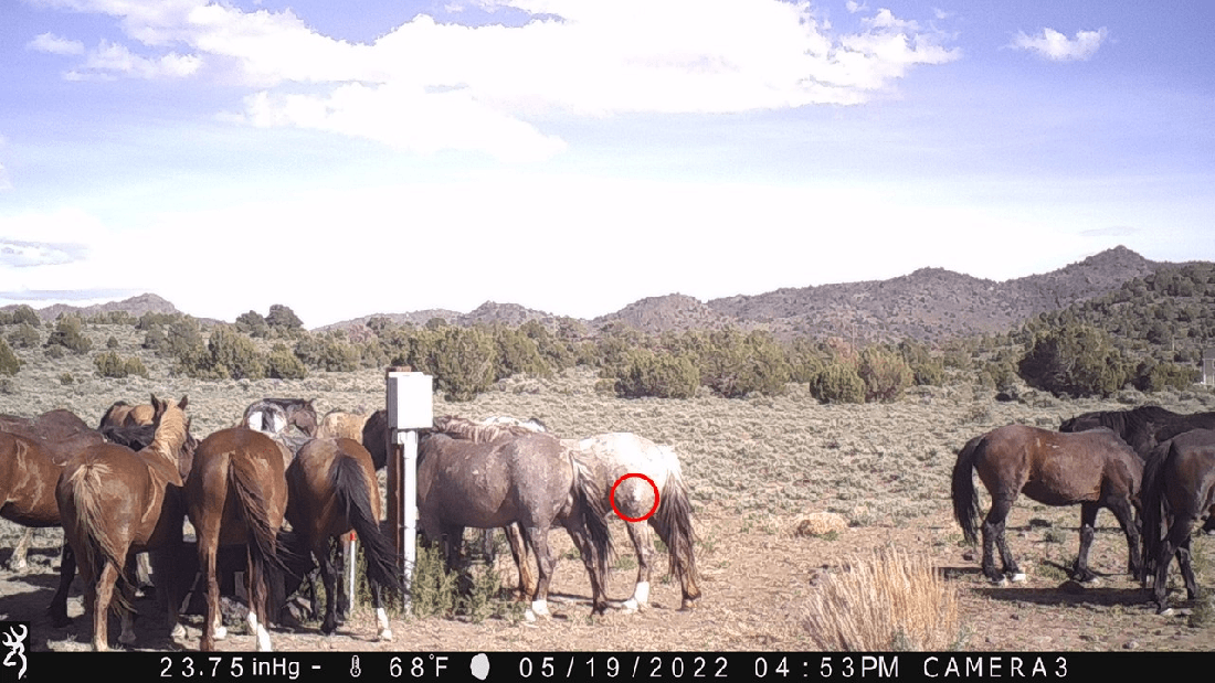 Darting Injuries 05-19-22