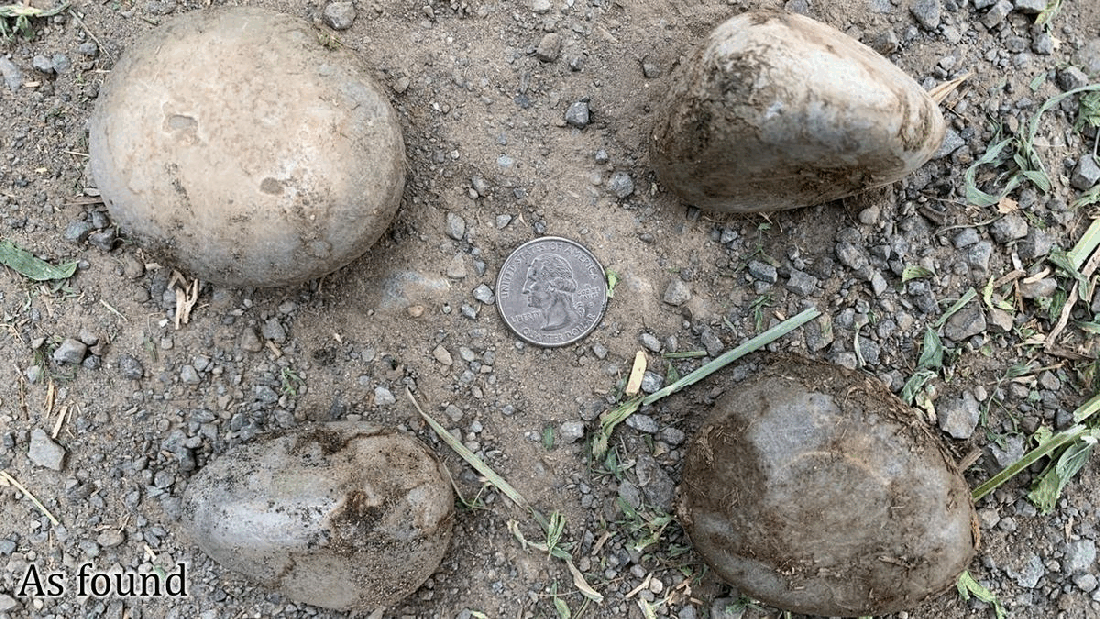 Enteroliths 06-22-22