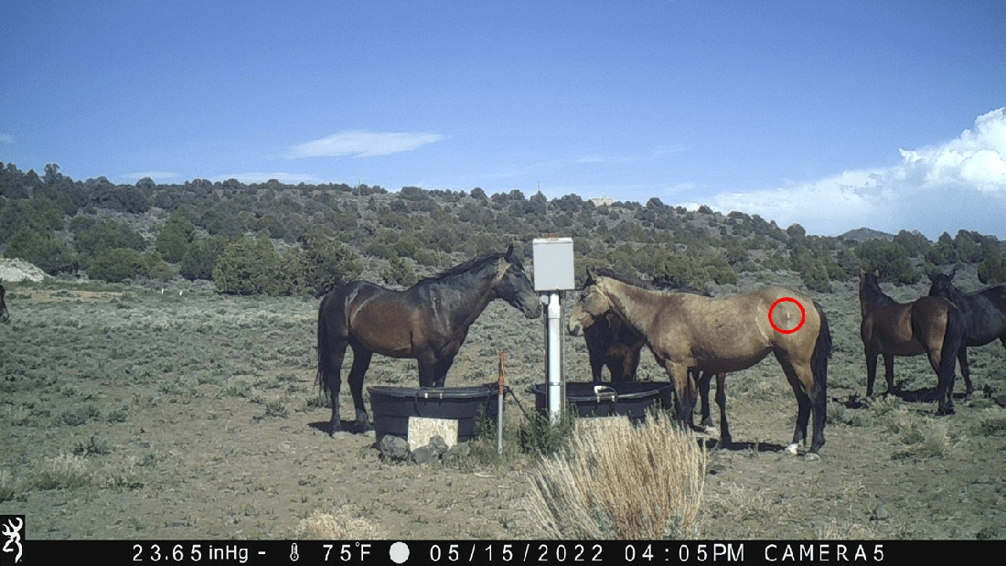 More VR Darting Injuries May 2022